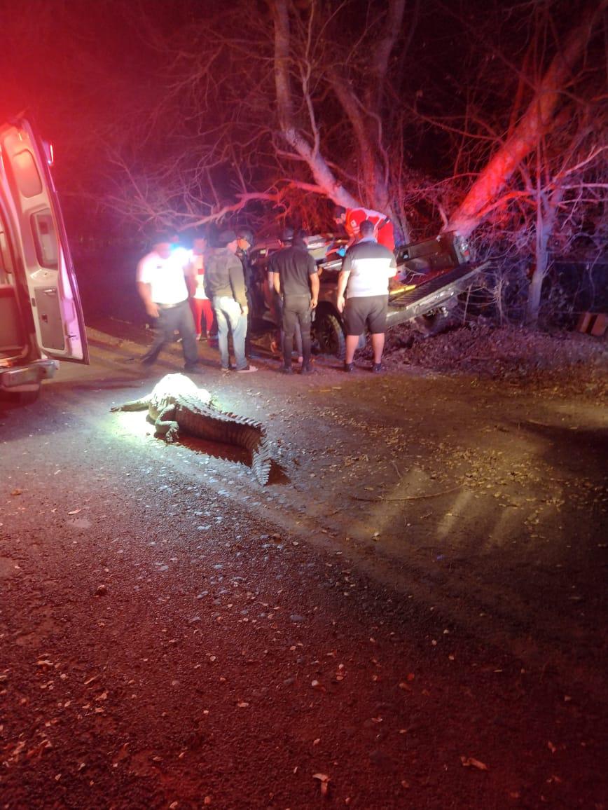 $!Atropellan a cocodrilo y luego mueren al chocar con árbol en Eldorado