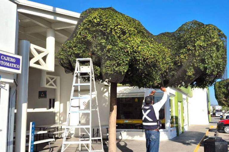 Liberan a aves atrapadas con una malla en un árbol de Villa Unión