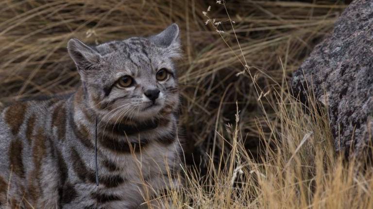 Gato andino (Leopardus jacobita).