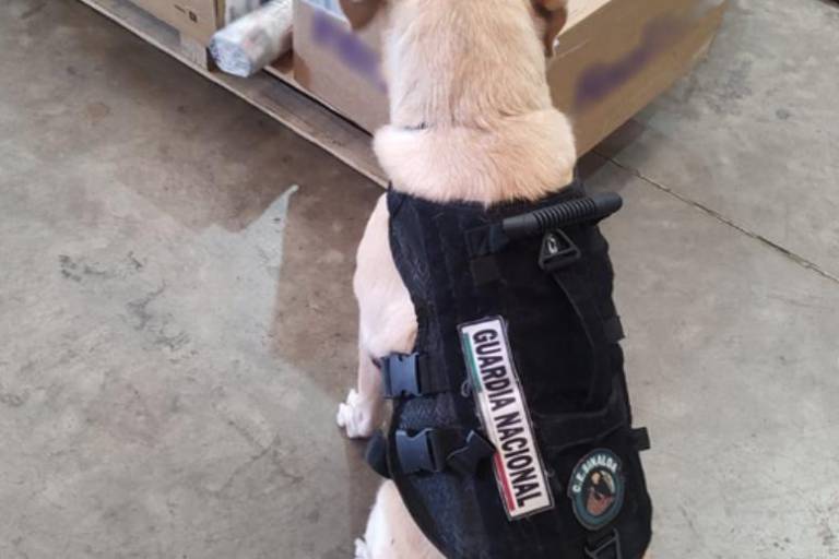 Localizan tapete con metanfetamina en empresa de paquetería en Culiacán
