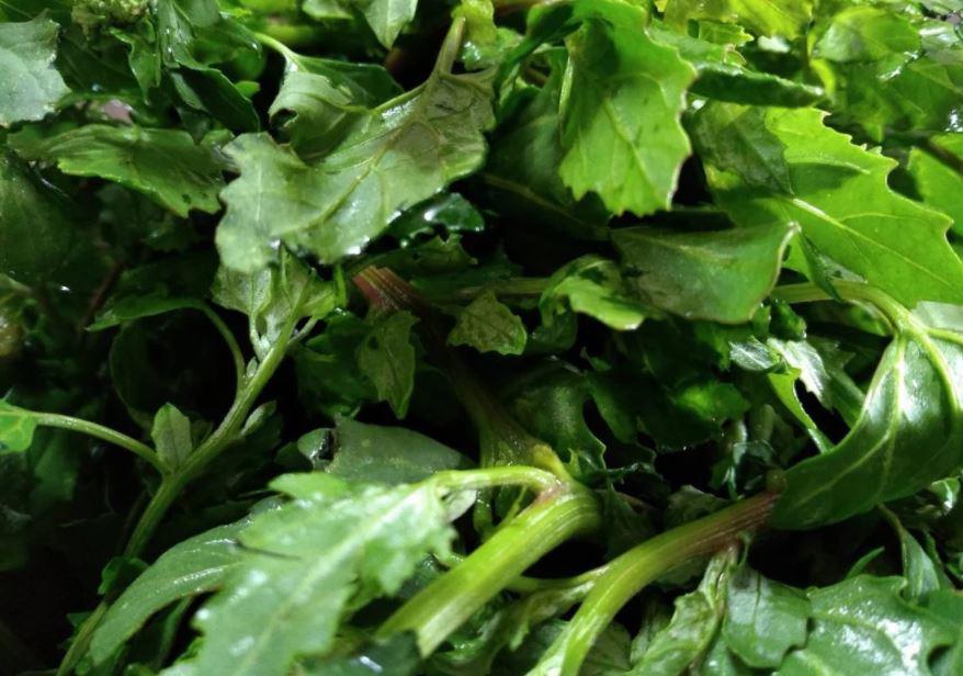 $!Costa, valle y sierra convierten a Sinaloa en una tierra tan fértil que hay alimentos poco aprovechados: Chef Delia Moraila