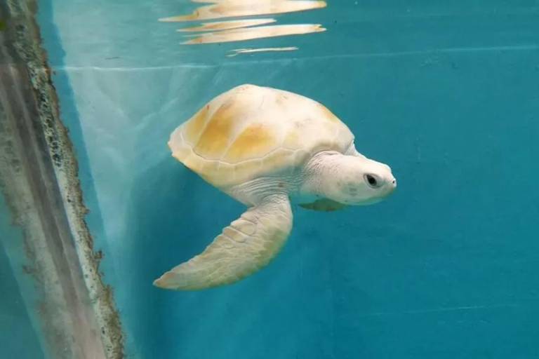 ¿Qué es el leucismo y cómo afecta a las tortugas marinas?