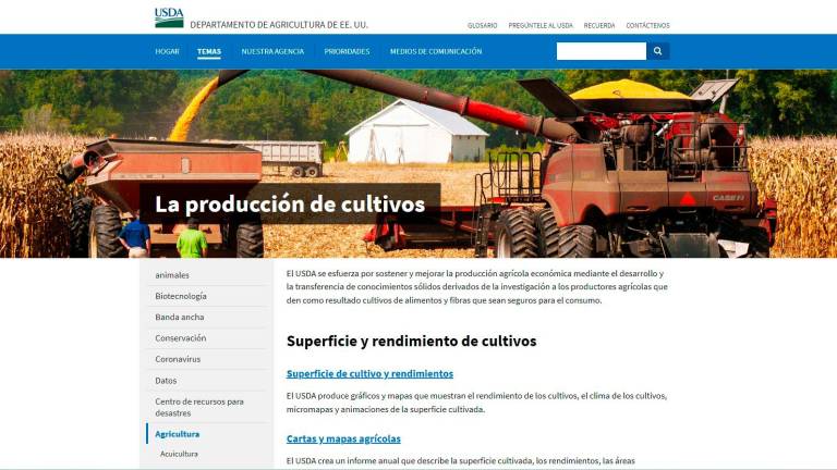 Para la temporada 2023/2024 la producción de maíz se pronostica en 387 millones de toneladas, señala el informe del USDA.