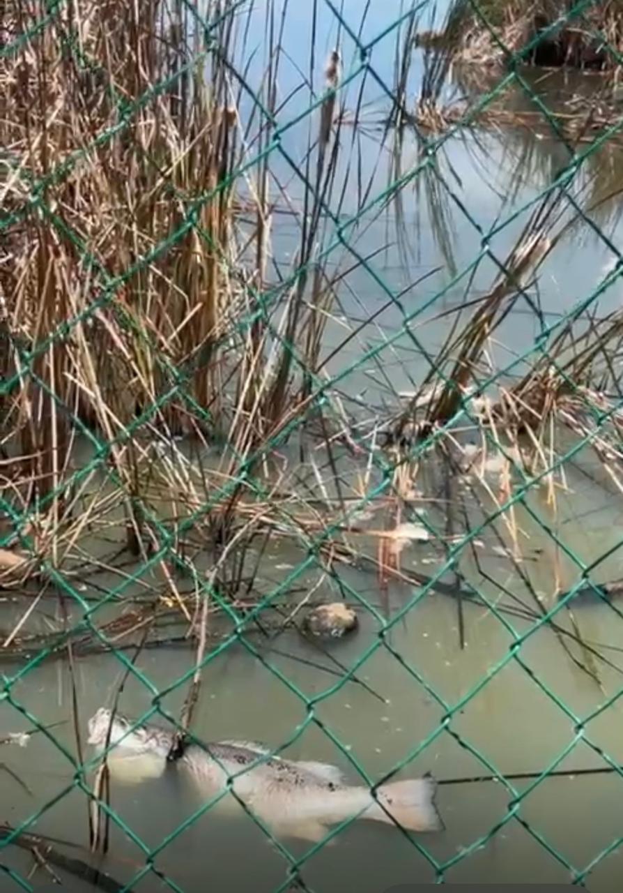 $!Aseguran vecinos de fraccionamiento Flamingos, en Mazatlán, que contaminación en Laguna del Camarón es drenaje