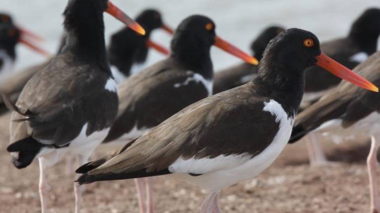El ostrero americano del Pacífico (Haematopus palliatus frazari) ha encontrado un refugio inesperado en el sur de Sonora, al Datemex de México.