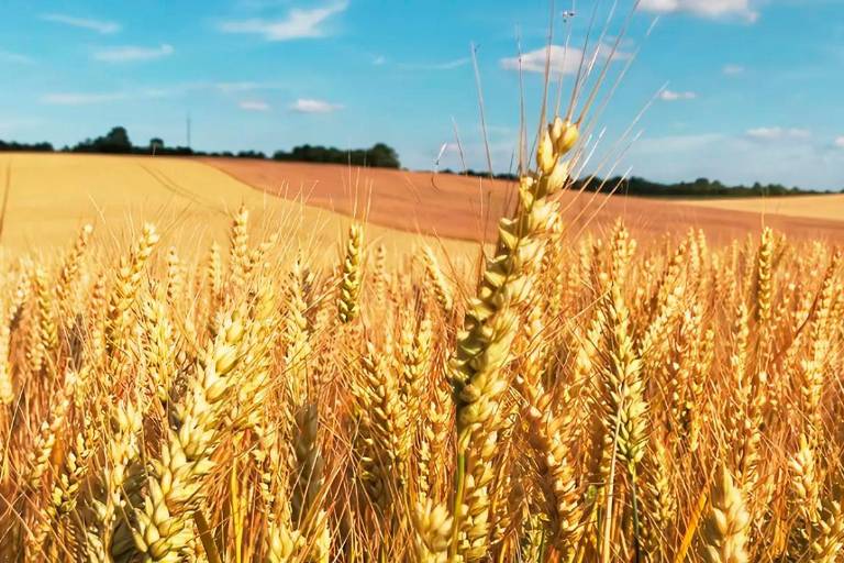 La seguridad alimentaria siguiendo una agenda pendiente en el mundo