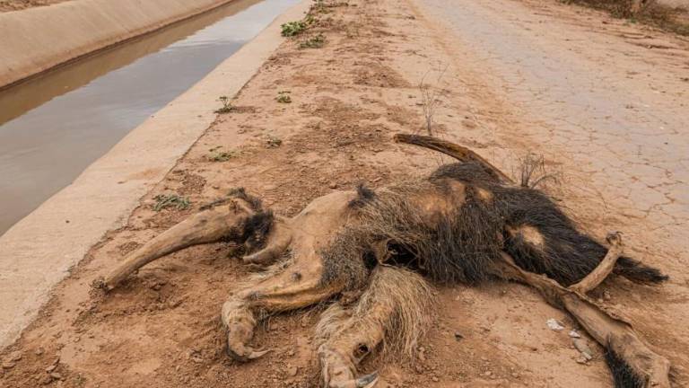 El cuerpo de un oso hormiguero yace a la vera del Canal de la Patria, en la provincia de Santiago del Estero, Argentina, donde ingresó para tomar agua y luego murió ahogado.