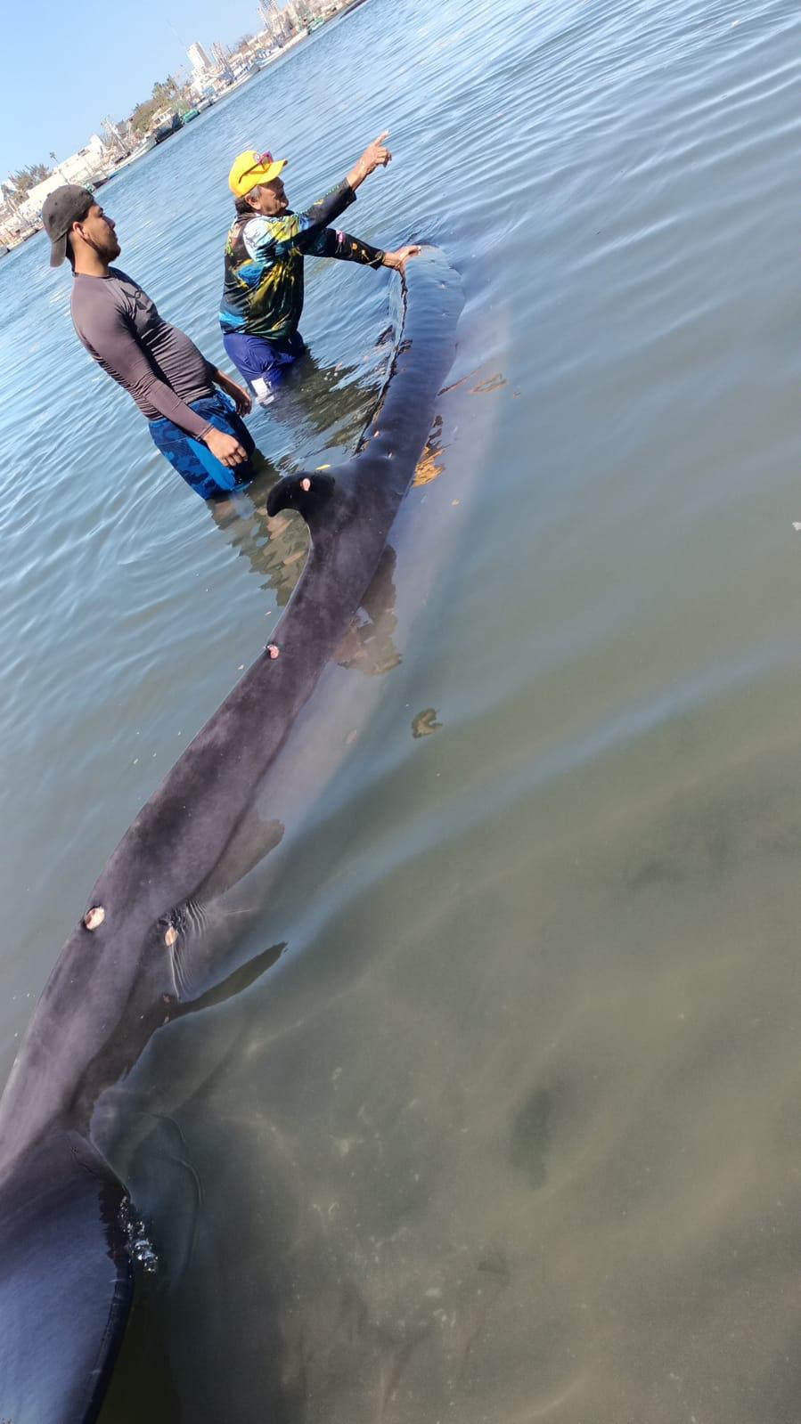 $!Ayudan a ballena varada a regresar al mar, cerca de la Isla de la Piedra