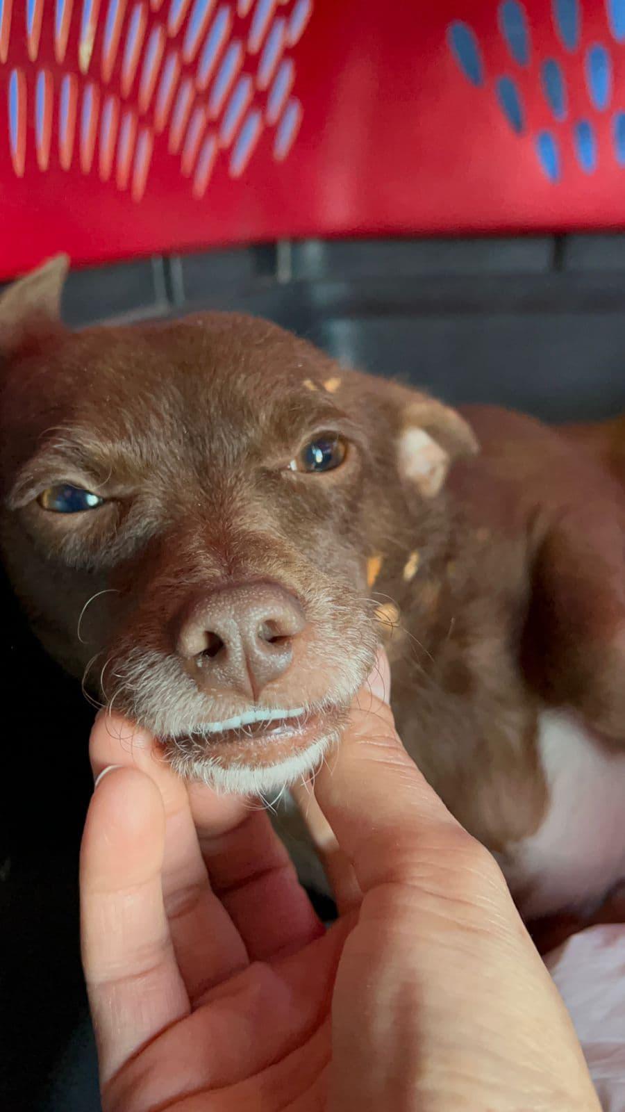 $!Luchito, un perro chihuahua que cuidó de sus cachorros en una fosa del panteón de Bacurimi
