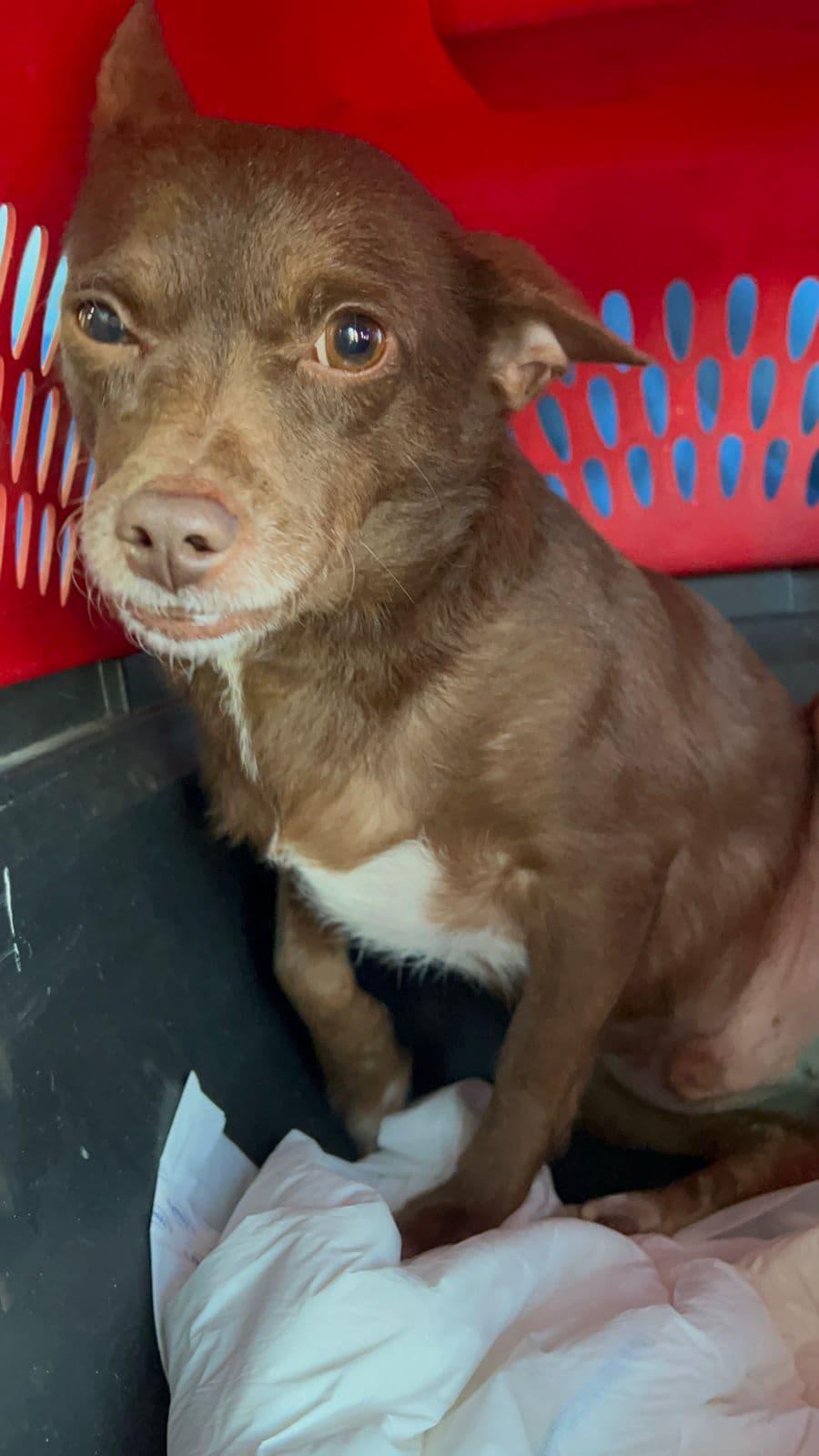 $!Luchito, un perro chihuahua que cuidó de sus cachorros en una fosa del panteón de Bacurimi
