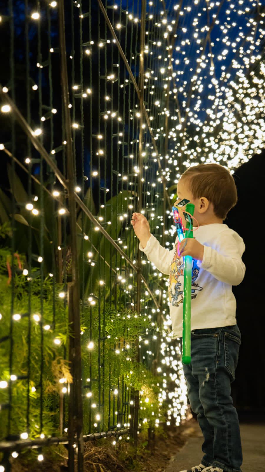 $!Más de 82 mil acuden a la Navidad en el Botánico