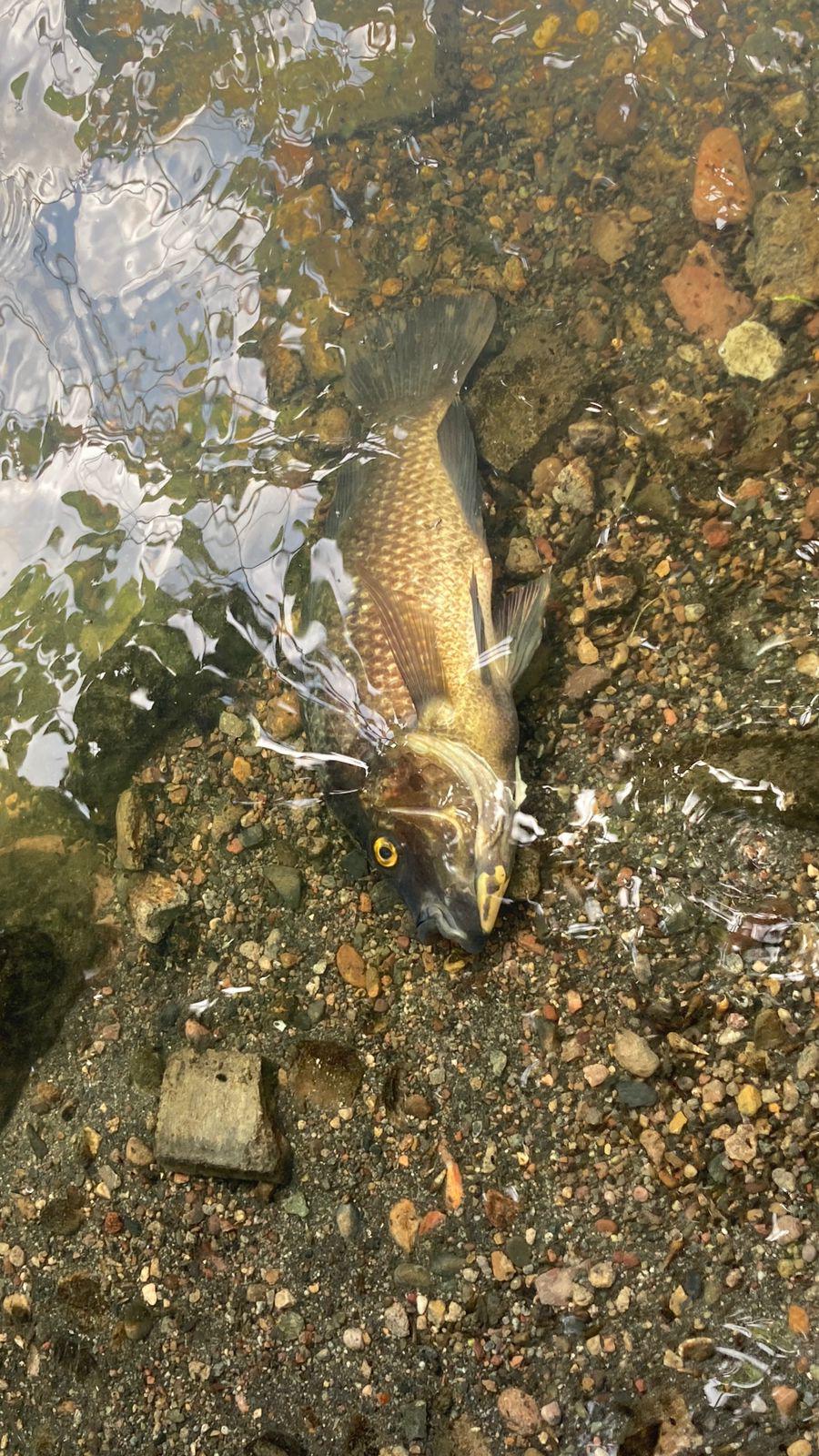 $!Detectan nuevo caso de mortandad de peces en la Laguna del Camarón