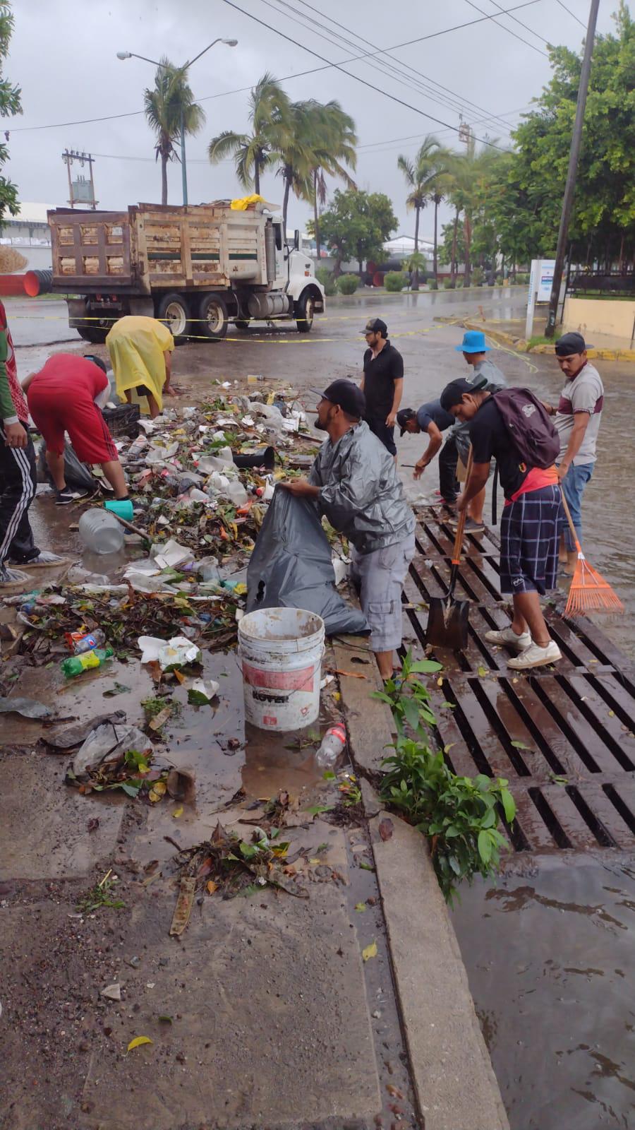 $!Caen en Mazatlán 100 árboles por las lluvias