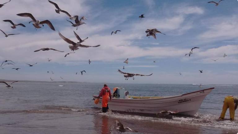 Los pescadores de la zona aseguran haber visto ya un aumento en la mortandad de tortugas y mamíferos marinos durante la prospección iniciada por Odyssey en 2012.