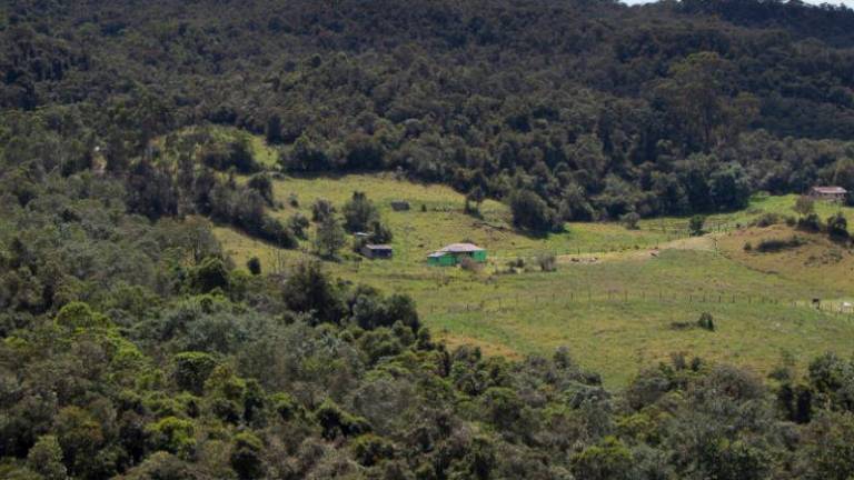 Deforestación en los bosques de Colombia.