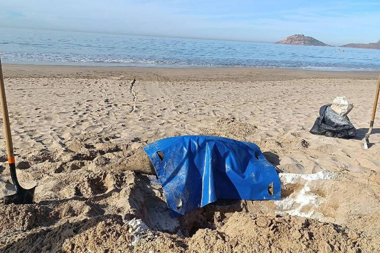 Lobo marino muere en Mazatlán por posible encuentro con humanos