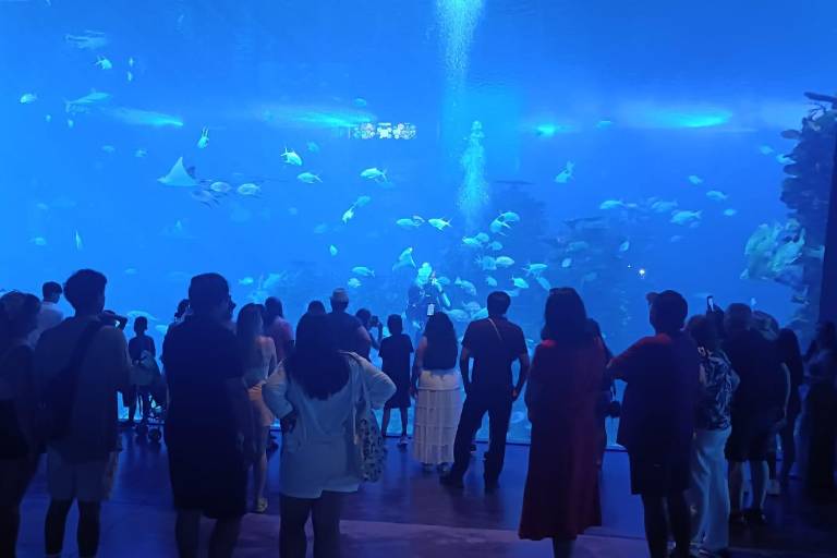 Ofrece Gran Acuario Mazatlán nuevas experiencias a visitantes
