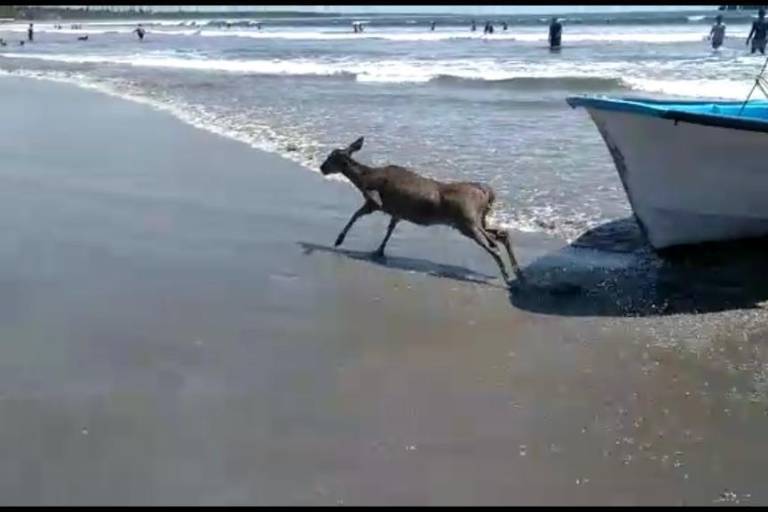 Rescatan frente a la Isla de la Piedra, en Mazatlán, a un venado que se encontraba en el mar