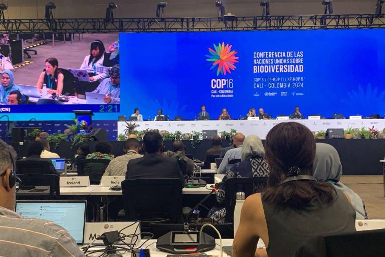 Conservar el maíz nativo frente a los transgénicos y las patentes: una conversación de México en la COP16