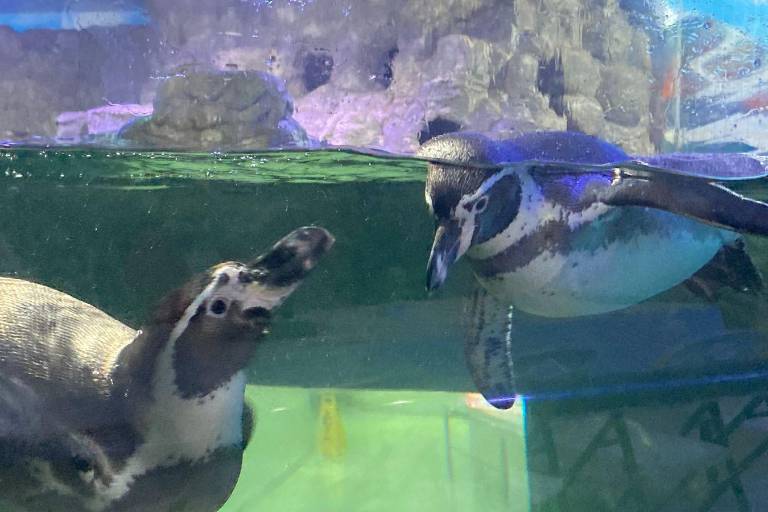 Nace el primer pingüino en el Gran Acuario Mar de Cortés