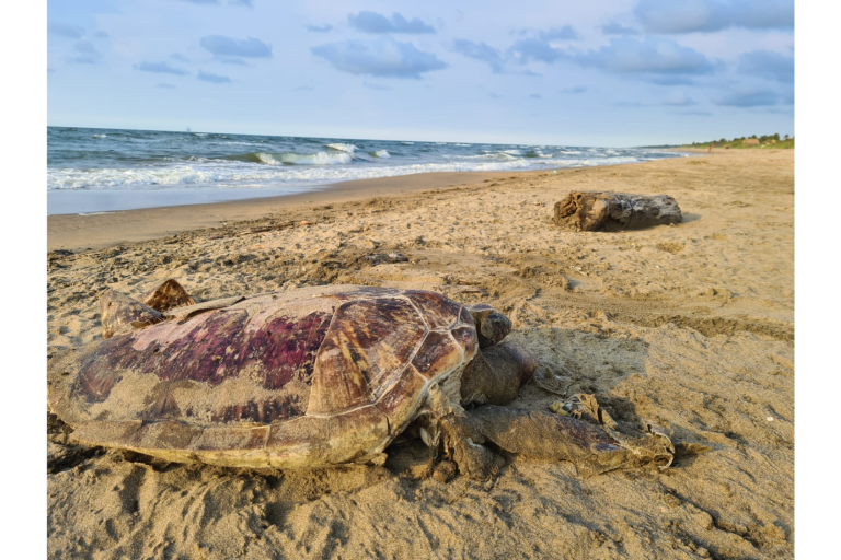 Derrame de petróleo en Campeche afecta playas de Veracruz y Tabasco