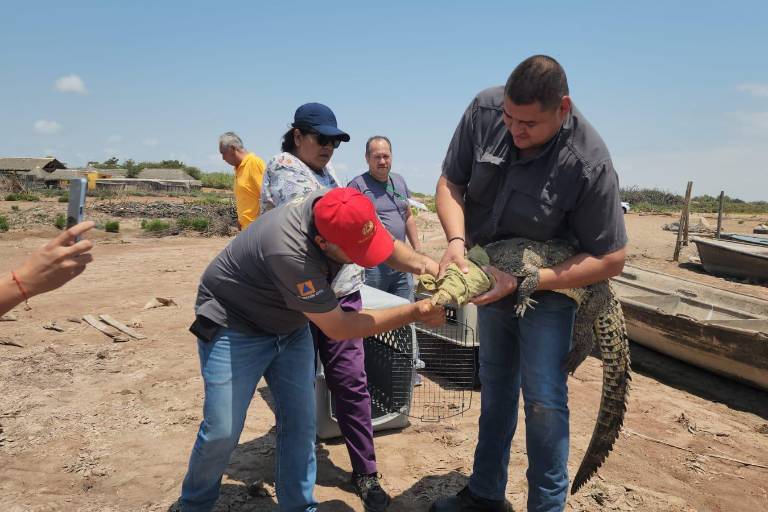 Llaman a ciudadanos que tengan cocodrilos como mascotas, avisar al 911 para gestionar reubicación de ejemplares
