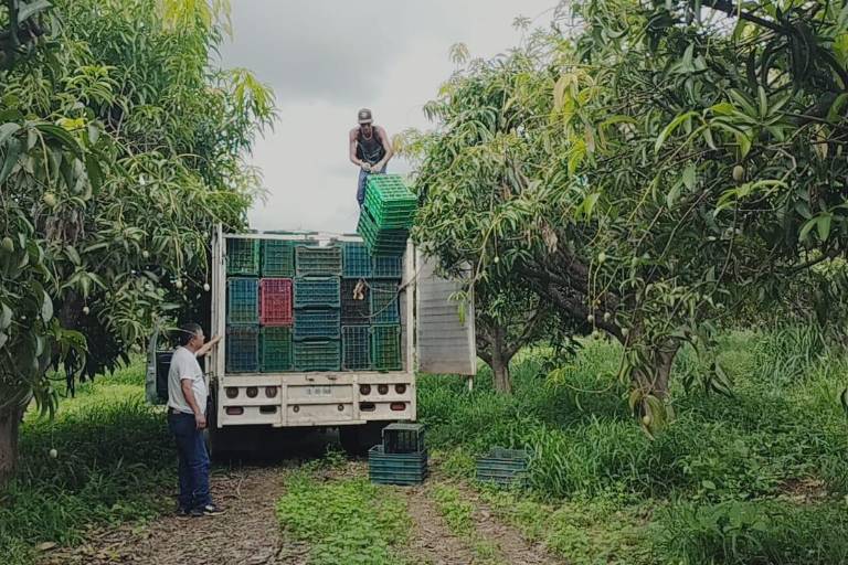 Por sequía bajó volumen de producción de mango hasta un 35%: AARB