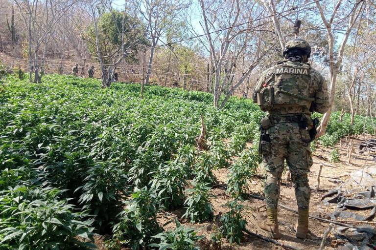 Destruyen 11 toneladas de mariguana en el poblado de El Limoncito, en Culiacán, tras sobrevuelos