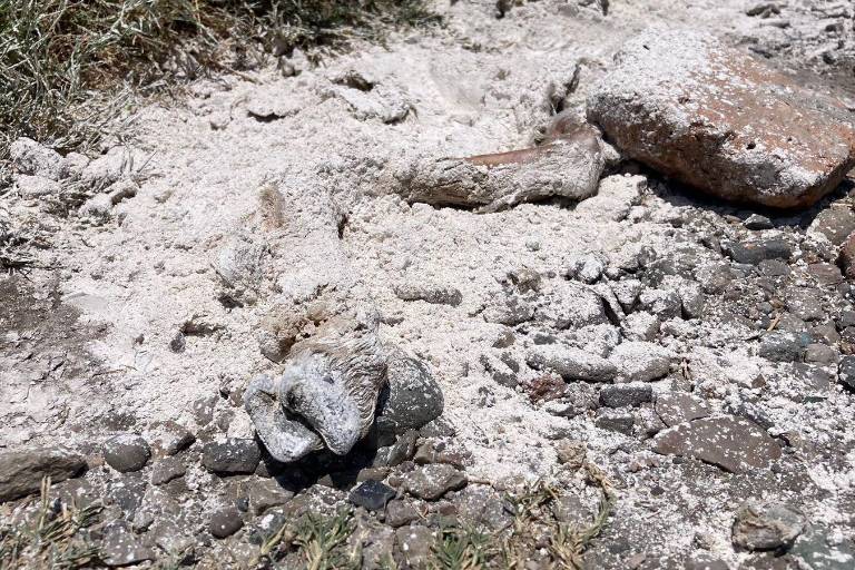 Investiga Ecología reporte de hallazgo de venados decapitados en Mazatlán