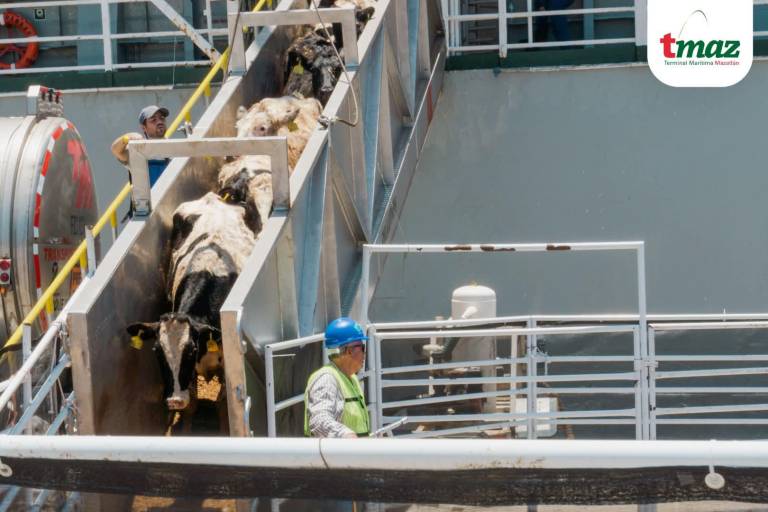 Arriba a Mazatlán buque ganadero con más de 4 mil 700 reses procedentes de Australia