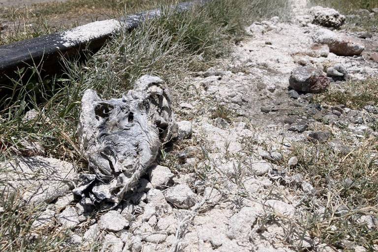 Vecinos de Loma Atravesada denuncian hallazgo de cuerpos de venados decapitados