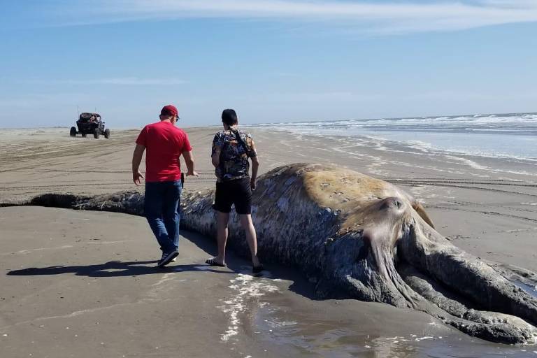 Ballena varada en El Tambor sí fue enterrada, el mar la sacó a flote de nuevo, señala Profepa Sinaloa