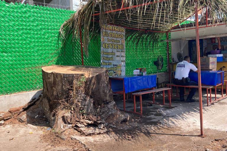 Corte de árbol centenario en Villa Unión desata opiniones divididas