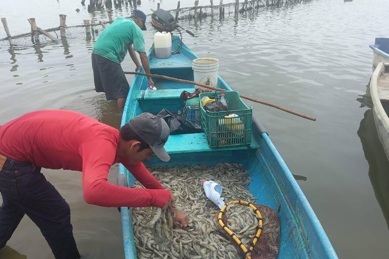 Pescadores de Escuinapa que salieron a la captura de camarón reportan buenos resultados a pesar de la lluvia
