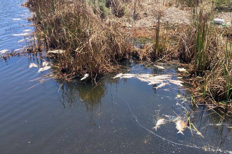 Aparecen peces muertos a un costado de la Laguna del Camarón