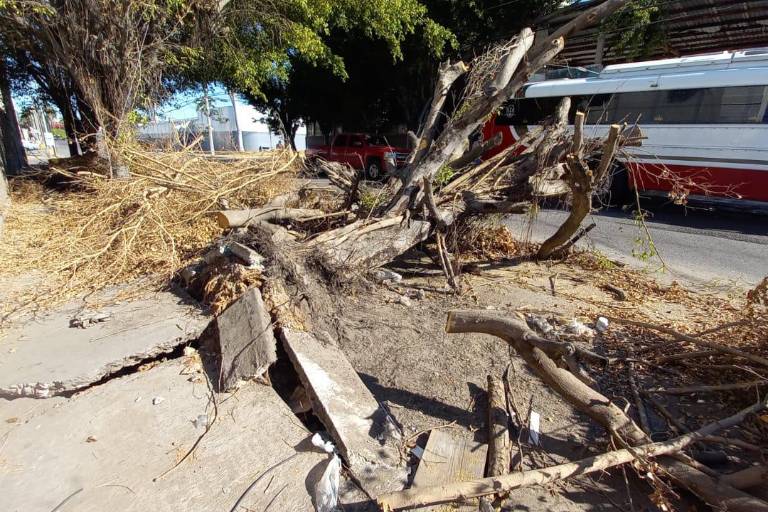 A más de 15 días del azote de ‘Pamela’, árboles y ramas arrancados por los vientos bloquean banquetas y vialidades de Mazatlán