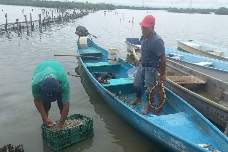 Es esperanzador el panorama por las capturas y la talla del camarón que han sacado los pocos pescadores que salieron en Escuinapa: Salas Barrón