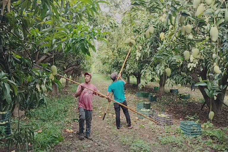 El corte, primer paso para la exportación del mango del sur de Sinaloa