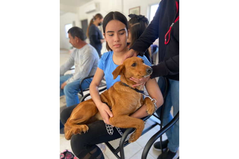 Acude Huellita con Causa a esterilizar 76 mascotas en el norte de Sinaloa