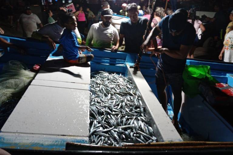 Regresa la pesca de pajaritos a Mazatlán