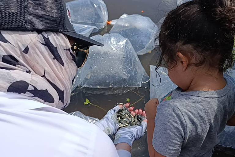 Presa El Pochote de La Campana es repoblada con 400 mil alevines de tilapia