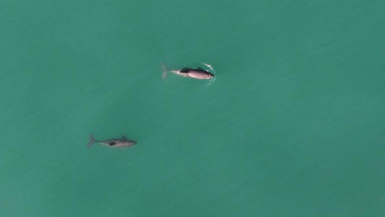 Vaquitas marinas (Phocoena sinus) avistadas en mayo del 2024 en el Alto Golfo de California, durante la Operación Esperanza.