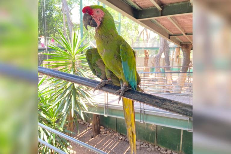 Viven un verano en contacto con el reino animal en el Zoológico de Culiacán