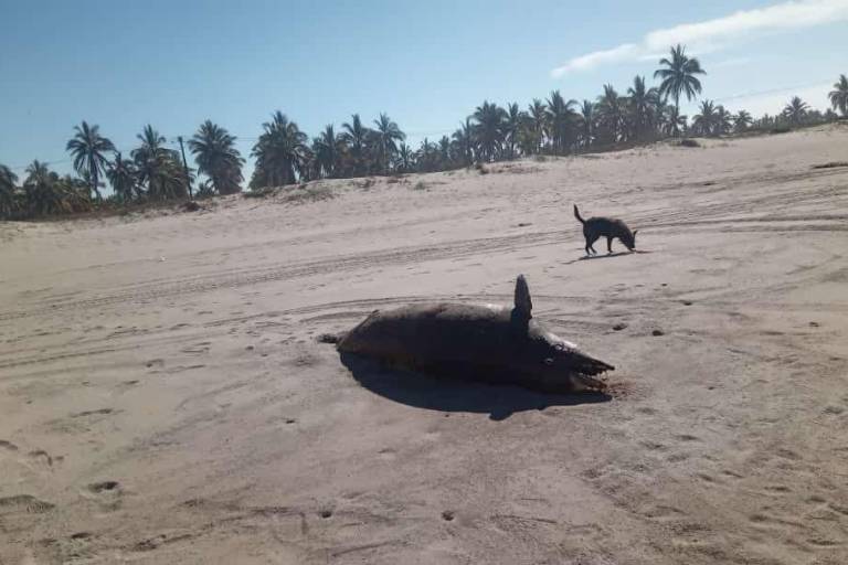 Aparece delfín muerto en las playas de Rosario