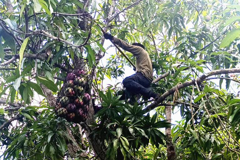 El mango de Escuinapa, un corte especial para llegar hasta Japón