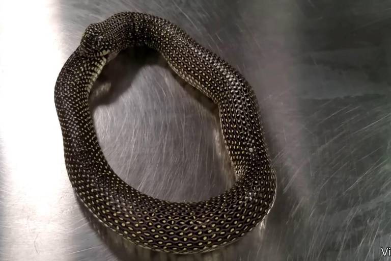 La serpiente que se devora a sí misma