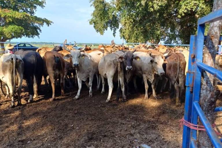 Unión Ganadera de Sinaloa prevé recuperar estatus zoosanitario en 2025
