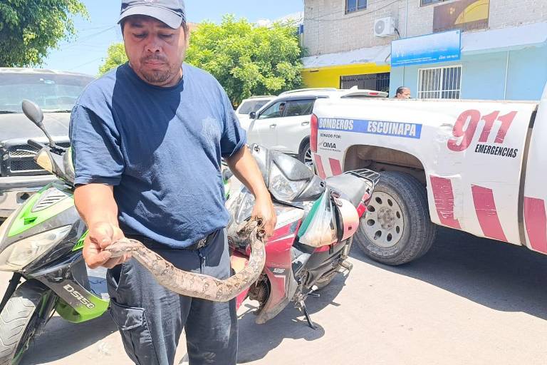 Capturan en Escuinapa una culebra ilamacoa cerca del Palacio Municipal