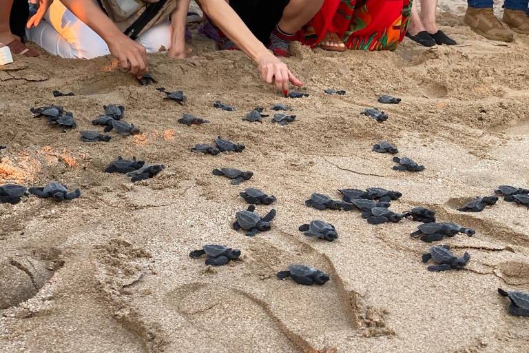 Con la liberación de 56 crías, dan banderazo a operativo nocturno de protección a la tortuga marina