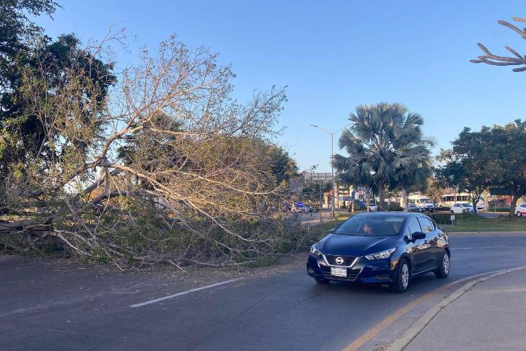 ¡Precaución! Se cae árbol grande frente al Monumento al Agua, en Mazatlán